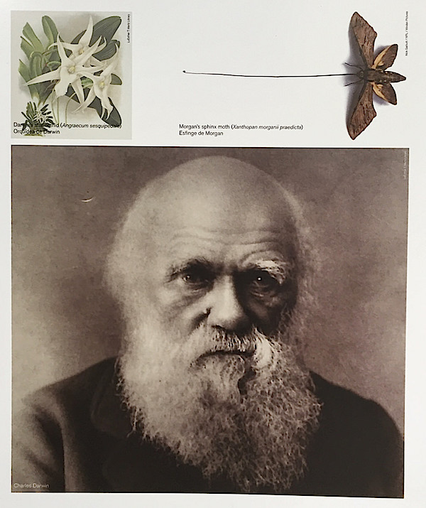 Charles Darwin as botanist