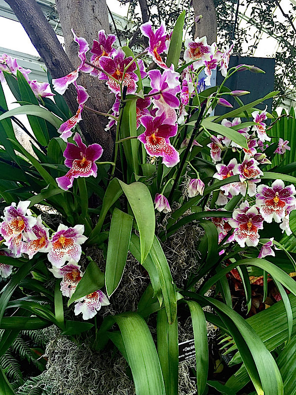 Orchidelirium at the New York Botanical Garden