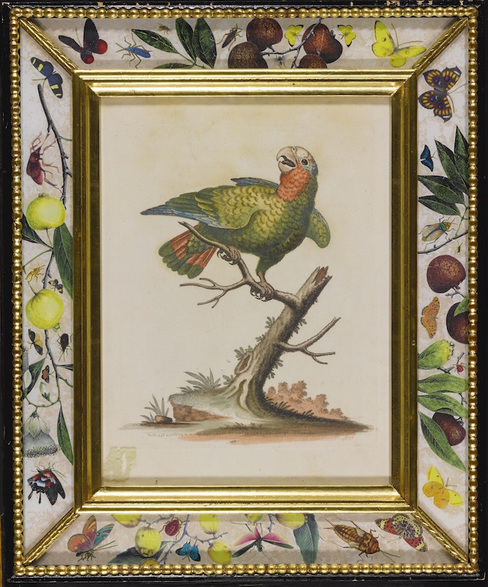 sothebys-fall-auctions-set-of-6-hand-colored-engravings-from-1694-1773