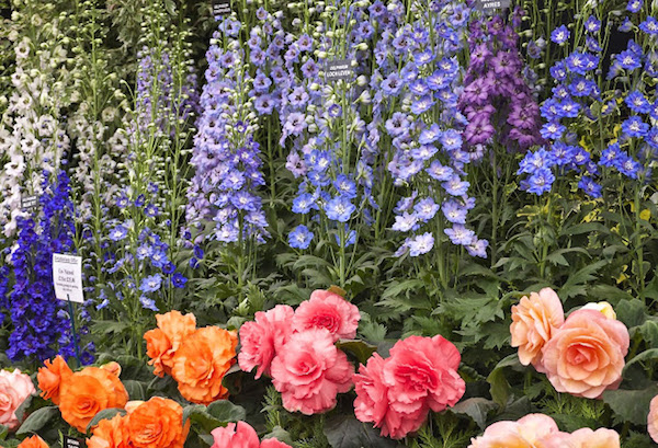 Jenny Rose-Innes photo of the Chelsea flower show