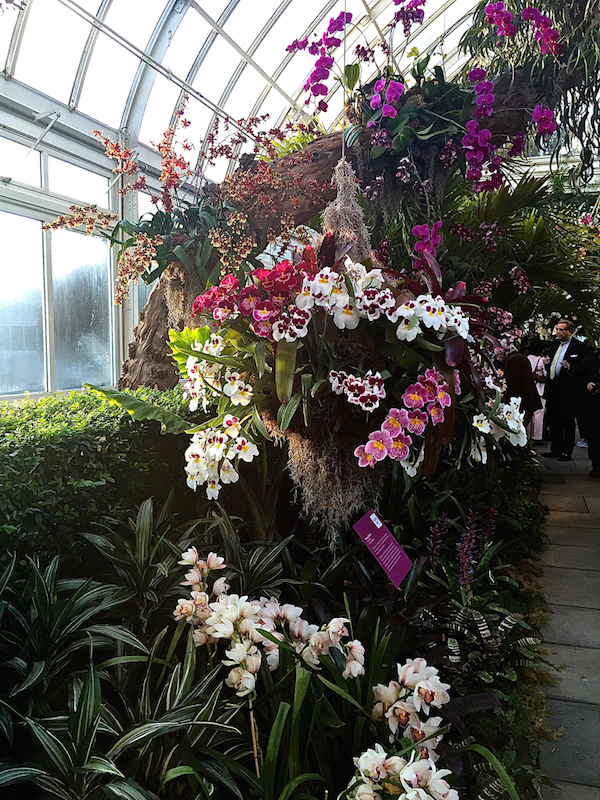 Orchids at the NYBG show