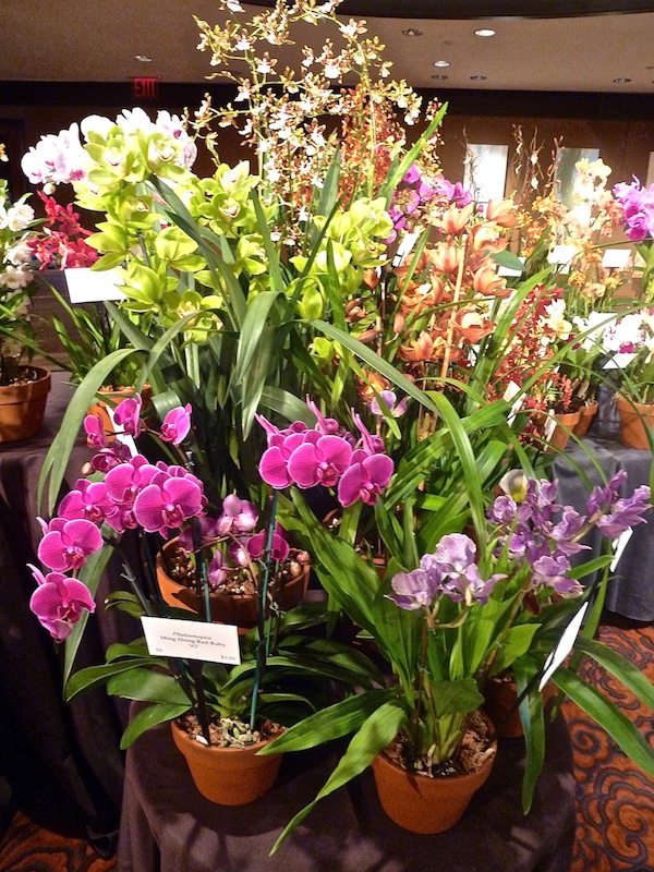 Specialty orchids for sale at the NYBG Orchid Dinner