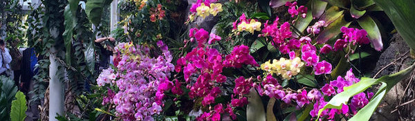 Orchidelirium: 2016 Orchid Show at the New York Botanical Garden