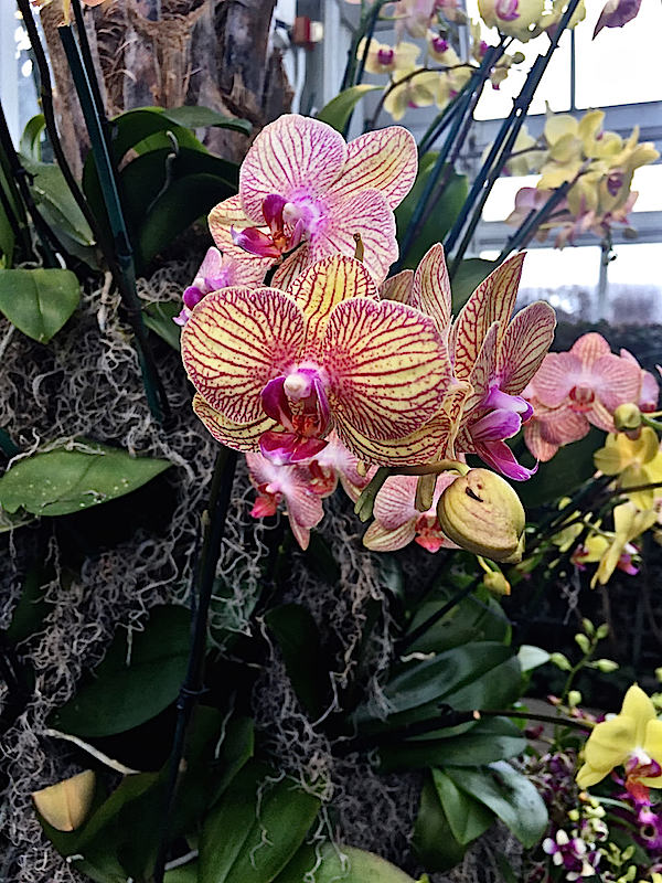 Orchidelirium at the New York Botanical Garden