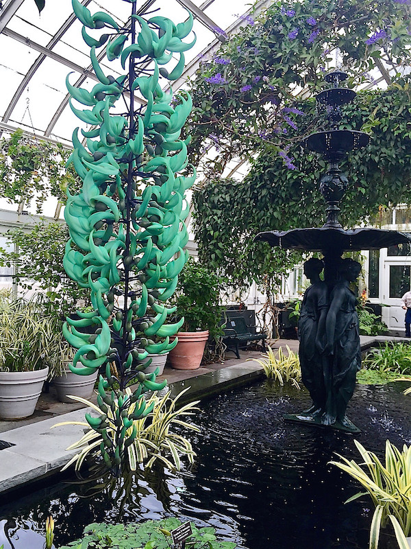 Jade vine at Orchidelirium at the NYBG