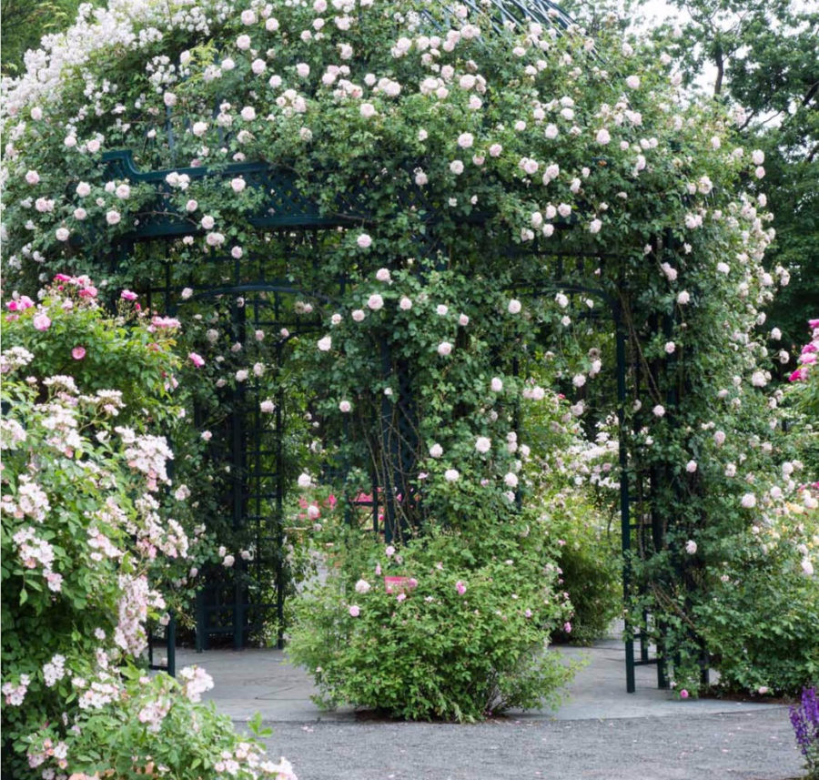 New York Botanical Garden Celebrates 125 Years - Quintessence