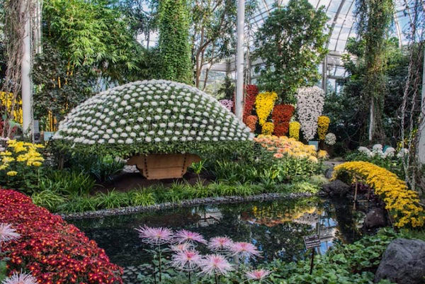 chrysanthemum is the centerpiece of the annual Kiku exhibition at the NYBG-1