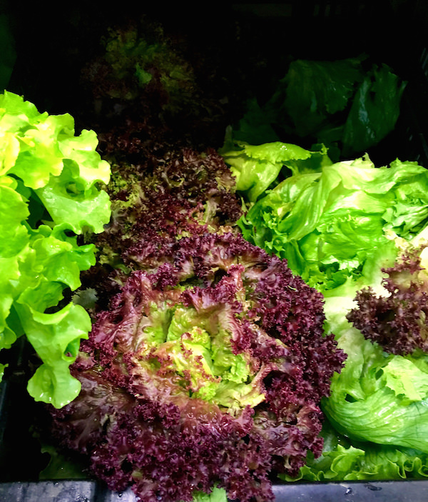 Lollo rosso lettuce at Bartlett's on Nantucket