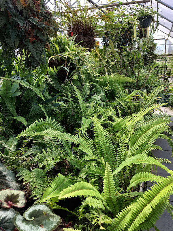 Ferns at Pumpkin Pond Farm Nantucket