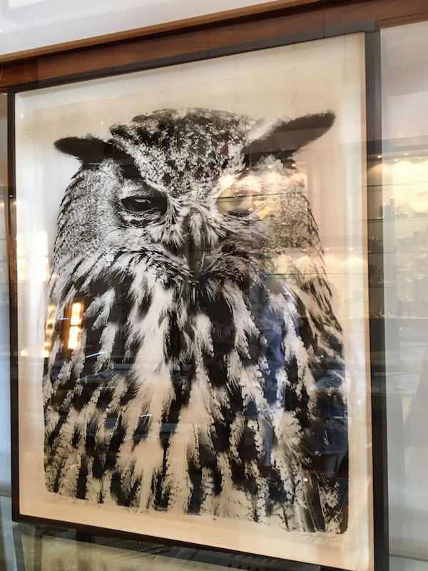 Jean Pagliuso owl portrait