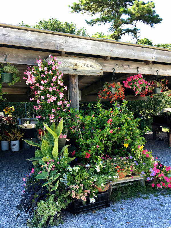Moor's End Farm Nantucket flowers