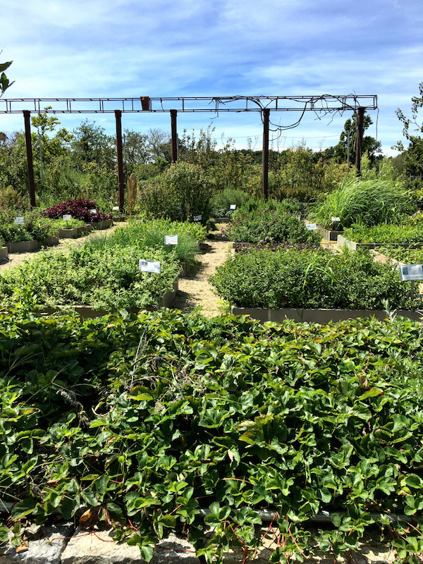 Plants at Pumpkin Pond Farm NantucketPlants at Pumpkin Pond Farm Nantucket