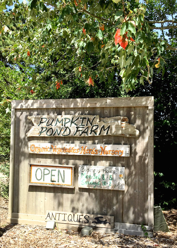 pumpkin pond farm nantucket quintessence pumpkin pond farm nantucket quintessence