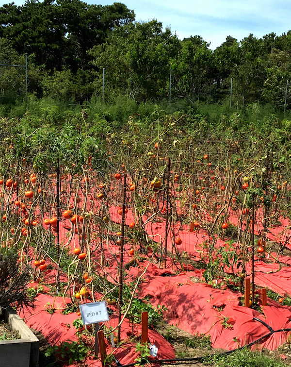 Tomatoes at Pumpkin Pond Farm