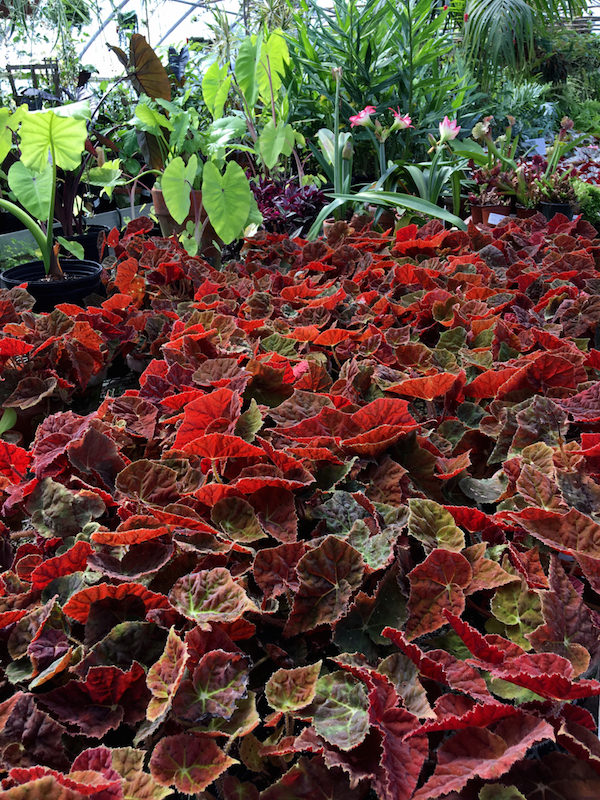 begonias at Pumpkin Pond Farm