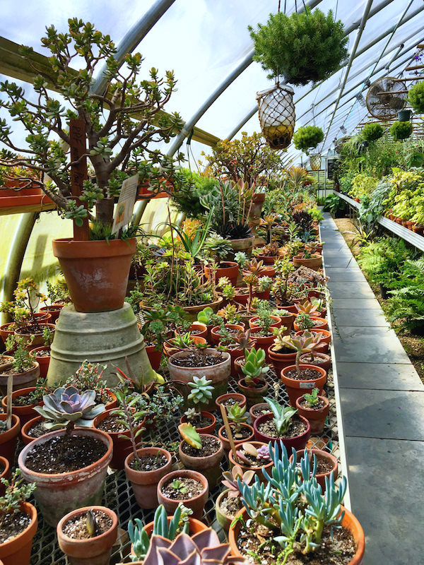 succulents at pumpkin pond farm nantucket