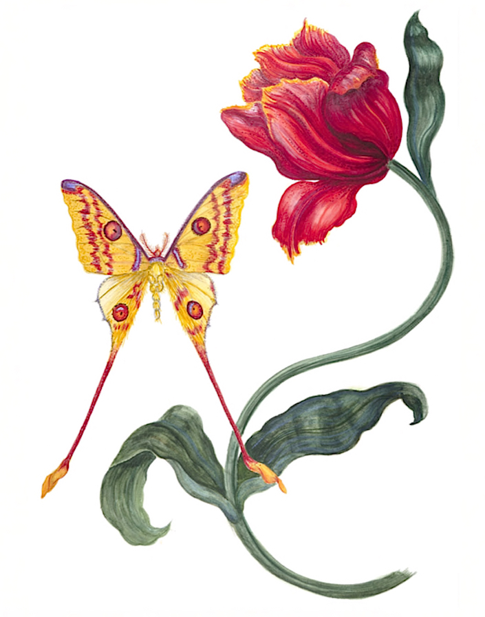 Carolyne Roehm watercolors - tulip-and-butterfly