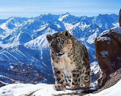 snow leopard in planet earth II