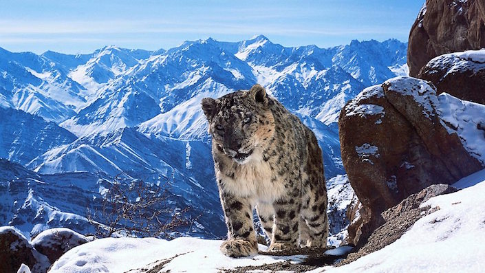 snow leopard in planet earth II