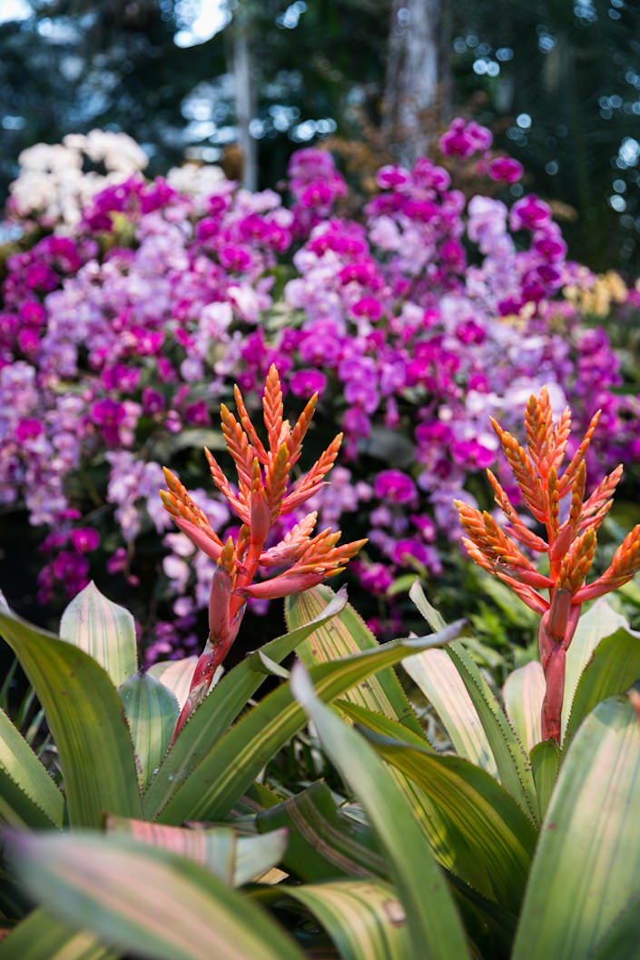 2017 Orchid Show