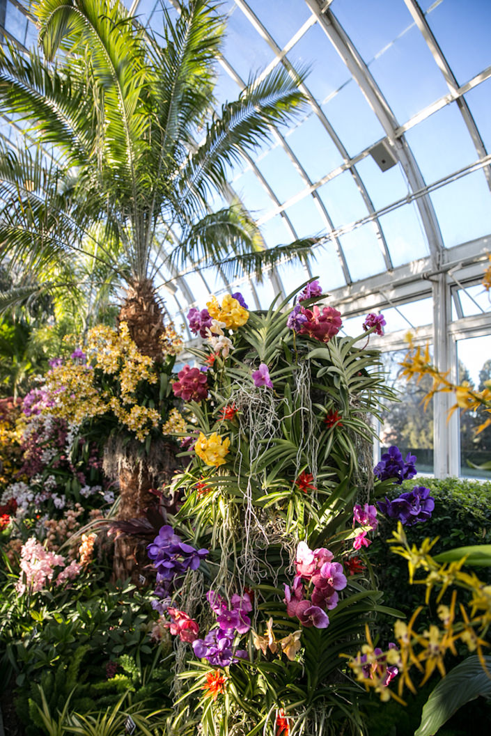 NYBG 2017 Orchid Show Quintessence