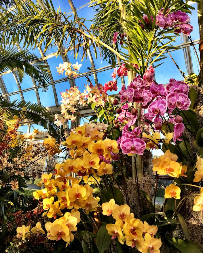 NYBG 2017 Orchid Show Quintessence