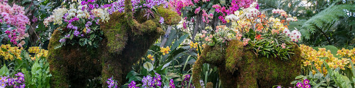 NYBG 2017 Orchid Show
