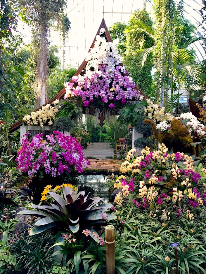 NYBG 2017 Orchid Show Thai pavilion