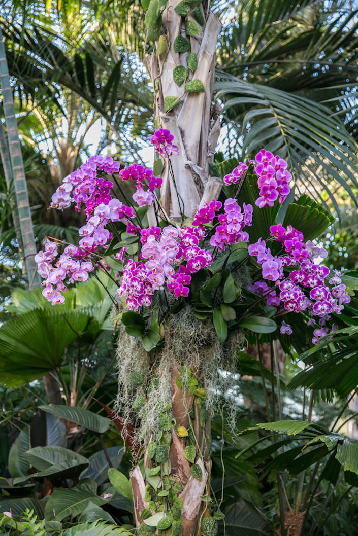 NYBG 2017 Orchid Show celebrating Thailand