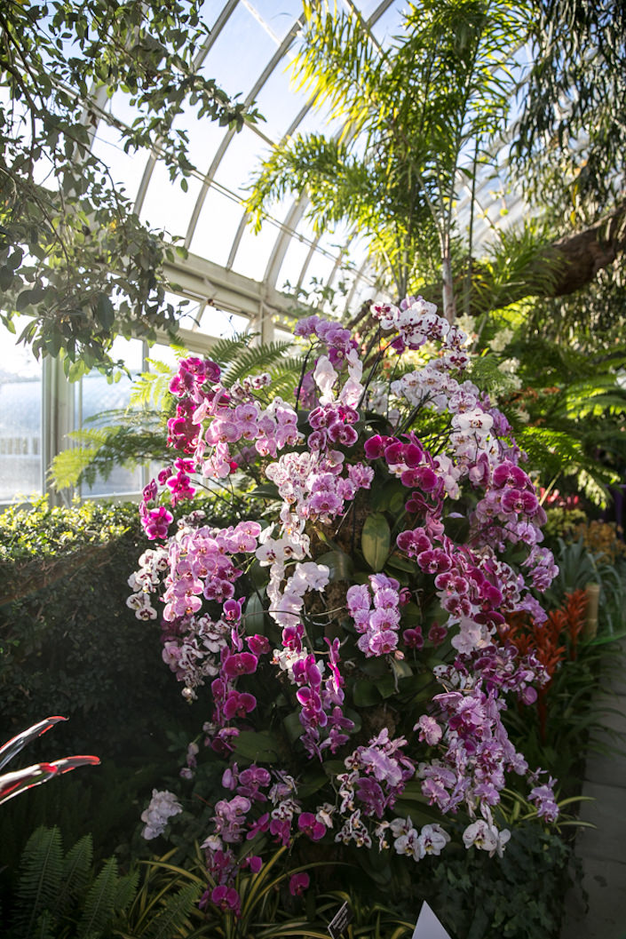 NYBG 2017 Orchid Show Quintessence