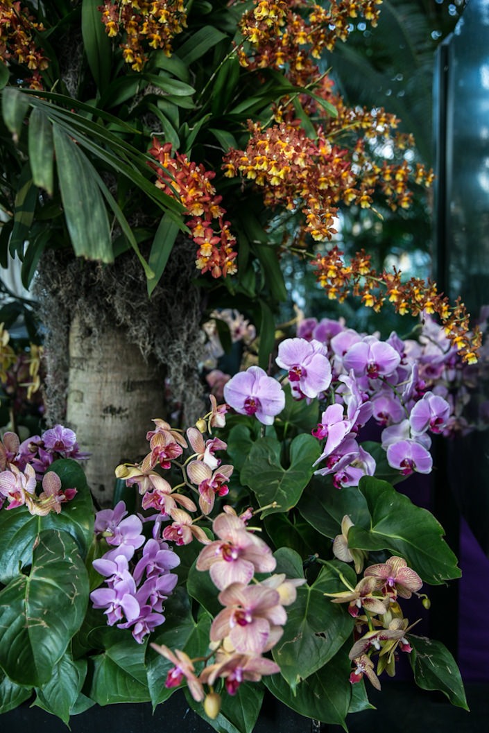 Orchids at the NYBG Orchid Show