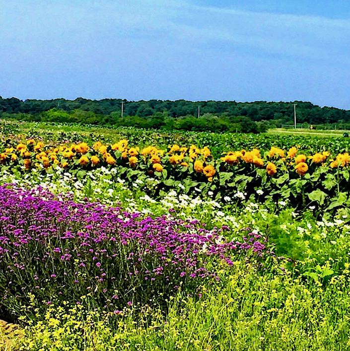 Bartlett Farms Nantucket via Quintessence