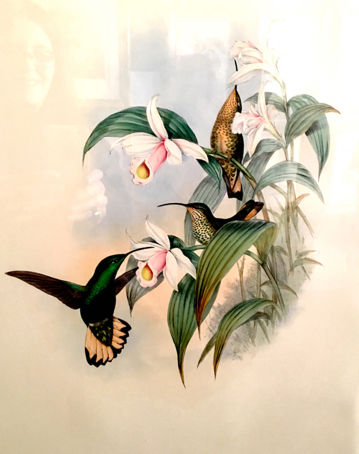 John Gould Hummingbirds