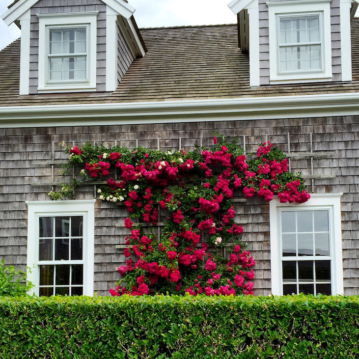 Roses on shingles on Nantucket via Quintessence