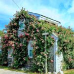 Sconset rose covered cottage via Quintessence
