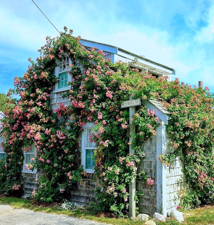 Sconset rose covered cottage via Quintessence