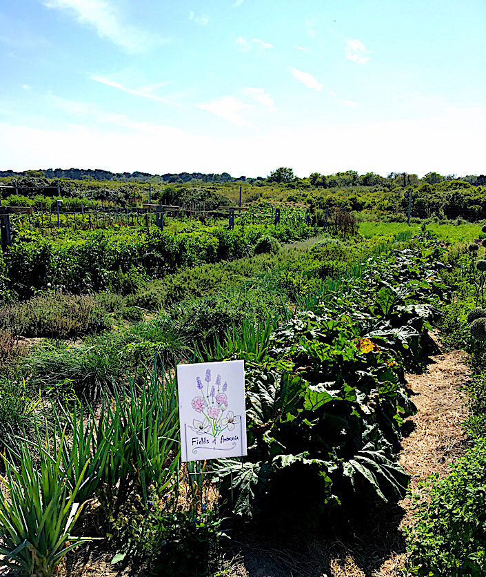 Fields of Ambrosia at Sustainable Nantucket Walter F. Ballinger Educational Community Farm