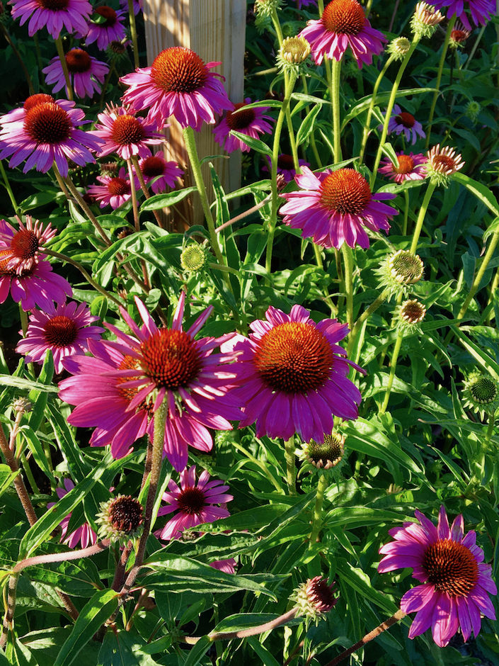 Pollinator garden at Sustainable NantucketWalter F. Ballinger Educational Community Farm