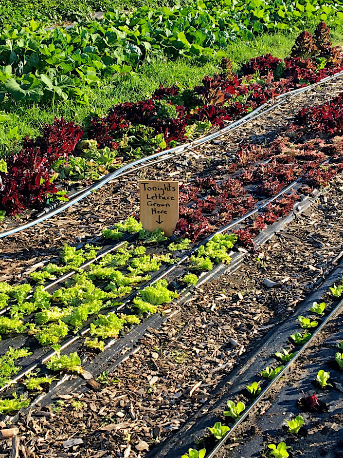 Sustainable Nantucket lettuce