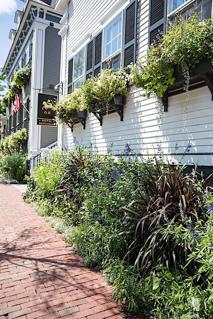 Greydon House window boxes