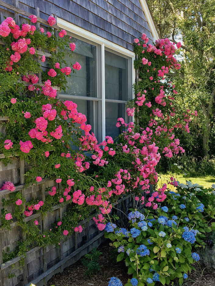 Nantucket roses