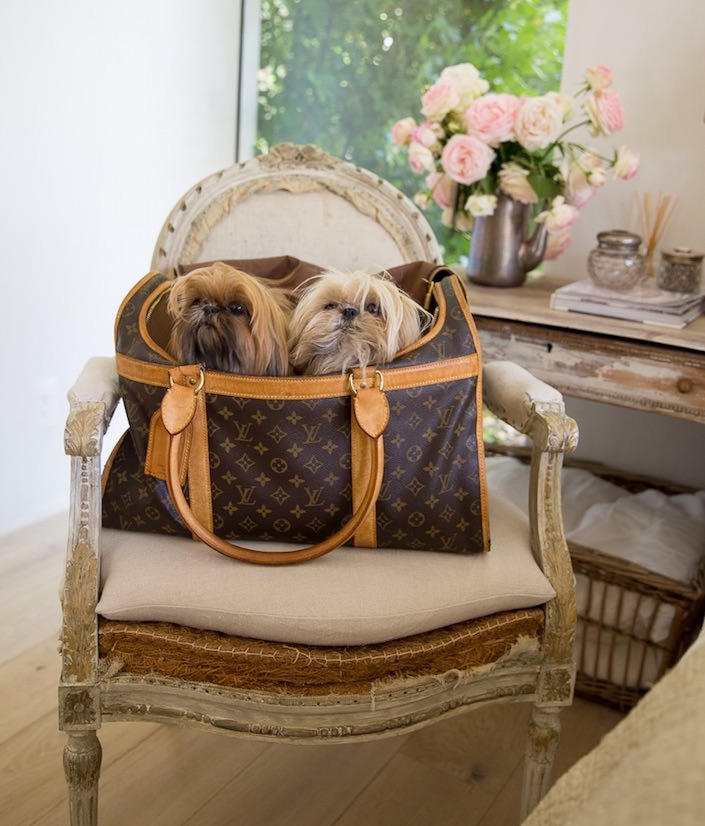 Giannetti's dogs in At Home with Dogs and Their Designers-1