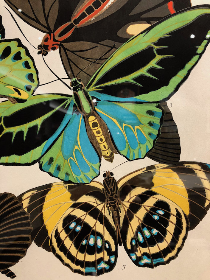 Seguy Papillons lithograph detail, circa 1929 at Shapero Rare books at TEFAF New York Fall 2017