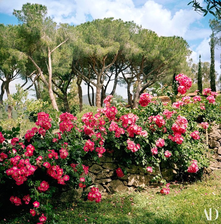 Jacaranda Caracciolo di Melito Falck house, photo Francois Halard for AD