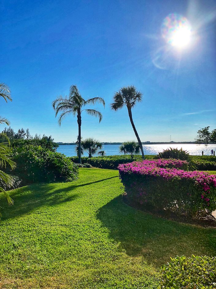 Florida palm trees and bougainvillea 