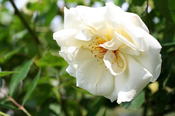 Rosa-Pax-English rose at Rosemoor Garden