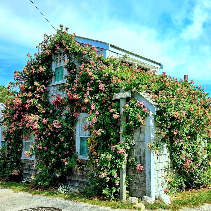 Sconset rose covered cottage via Quintessence-1