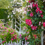 The-Shrub-Rose-Garden-in-summer-at-RHS-Garden-Rosemoor_-credit-RHS-and-Jason-Ingram