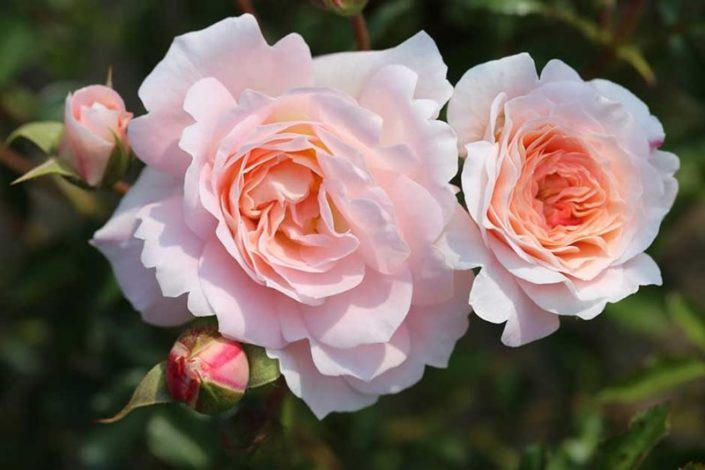 rosa-sarah-elizabeth at Hampton Court Palace Flower Show