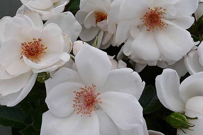 rose-of-the-year-at the Hampton Court Palace Flower Show